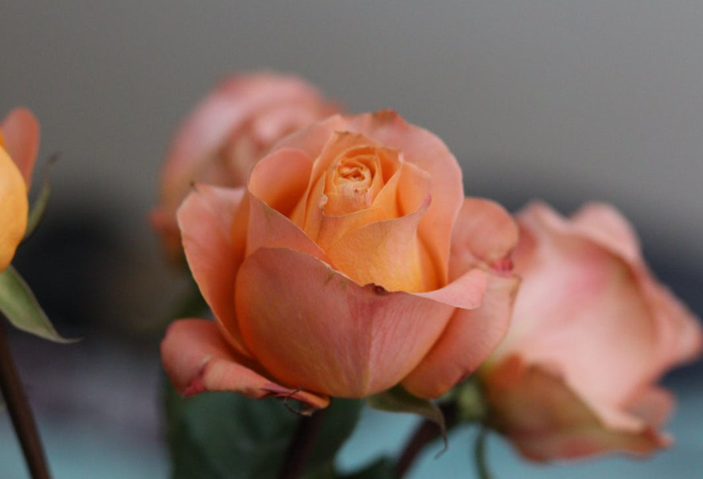 Rose Day 5 Beautiful Rose Varieties And The Meaning Behind Them Rose Day 5 Beautiful Rose Varieties And The Meaning Behind Them