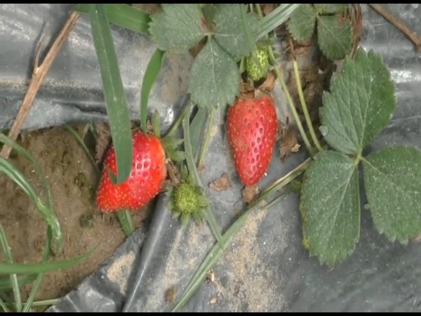 Strawberry growers suffer huge losses in Sambhal district amid lockdown (Photo/ANI) Strawberry growers suffer huge losses in Sambhal district amid lockdown (Photo/ANI)