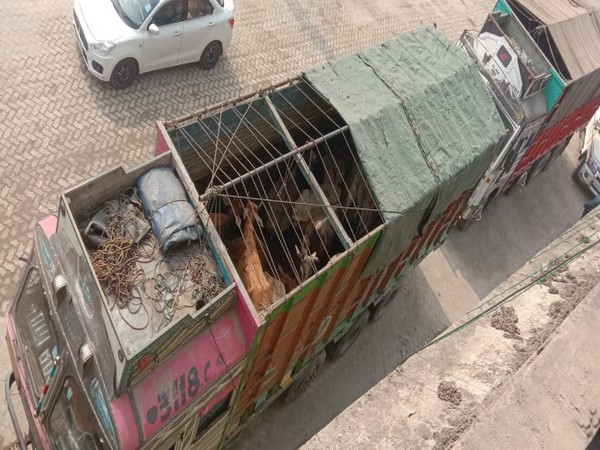 13 persons were apprehended on Saturday while transporting 151 cattle in 6 trucks near Nagaon. Photo/ANI 13 persons were apprehended on Saturday while transporting 151 cattle in 6 trucks near Nagaon. Photo/ANI