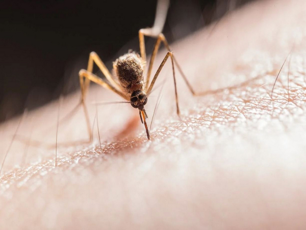 Chemical mixture in skin attracts mosquitoes that spread illness Chemical mixture in skin attracts mosquitoes that spread illness