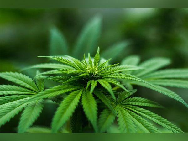 Medical cannabis could be better alternative to opioids in managing pain: Study