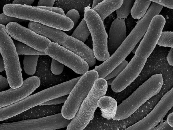 Microbes help orchestrate how gut uses its genes