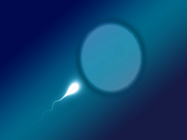 Study shows significant decline in sperm counts globally Study shows significant decline in sperm counts globally