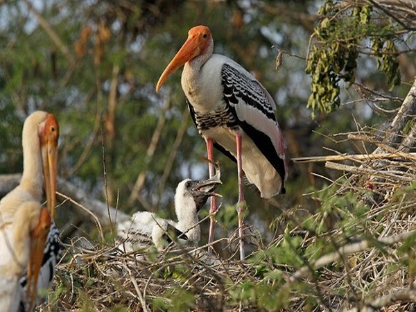 Migratory birds can partially offset climate change: Study - Vimarsana News