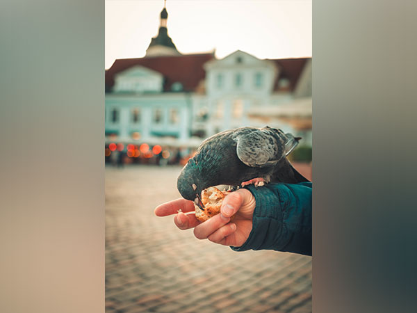 Bird feeding aids small birds to fight infection: Research - Vimarsana News
