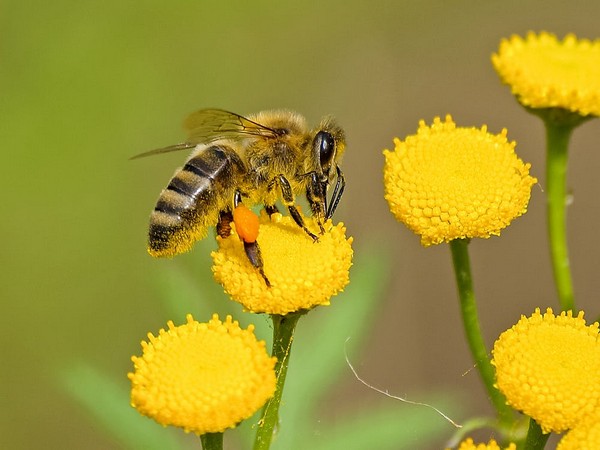 Rapid urban honeybee-keeping adversely impact wild bee populations: Study - Vimarsana News