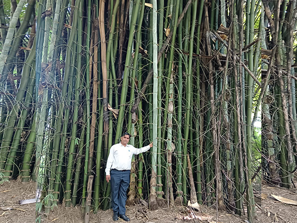 NEERI Scientist Dr Lal Singh's bamboo revolution at Koradi with 5 Lakh bamboo trees (Photo/ANI)