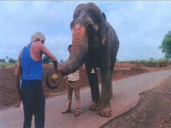 Mahadevi elephant. (Photo/Radhe Krishna Elephant Welfare Trust)