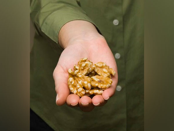 A handful of California walnuts