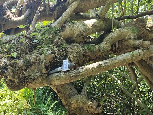 Kanchan trees in Pathorichuk (Photo/ANI)