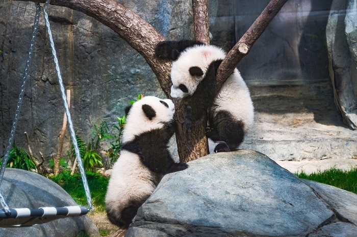 Hong Kong's famous Panda twin cubs Jia Jia and De De enjoying their play time