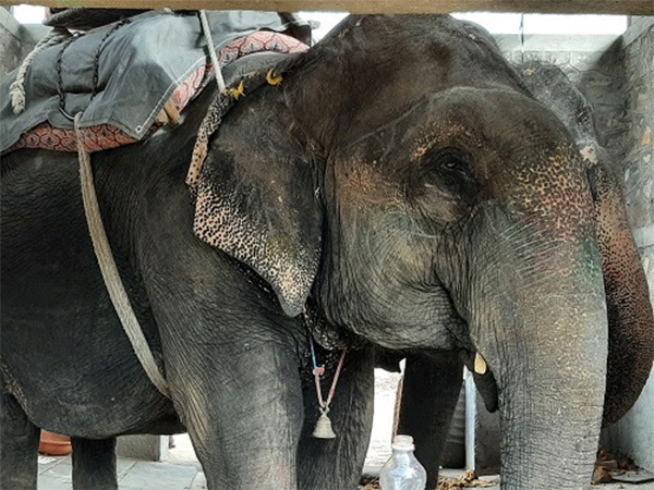 Elephant in Haathi Gaon Credit: Shubhobroto Ghosh