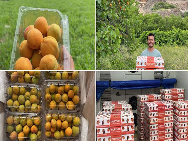 Kargil's apricots are reaching Saudi Arabia, Kuwait, and Qatar for the first time (Images: X/@PiyushGoyal)