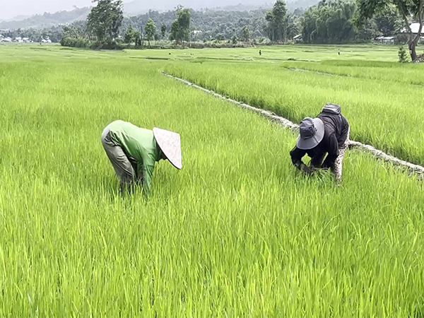 Barren paddy fields in Manipur's conflict-affected regions reflect the ongoing impact of ethnic violence on local farmers' livelihoods (Photo/ANI)