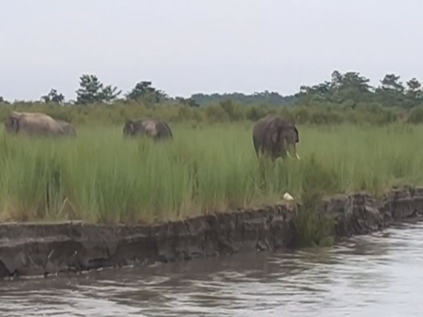 Elephants roaming in Majuli district of Assam (Photo/ANI)