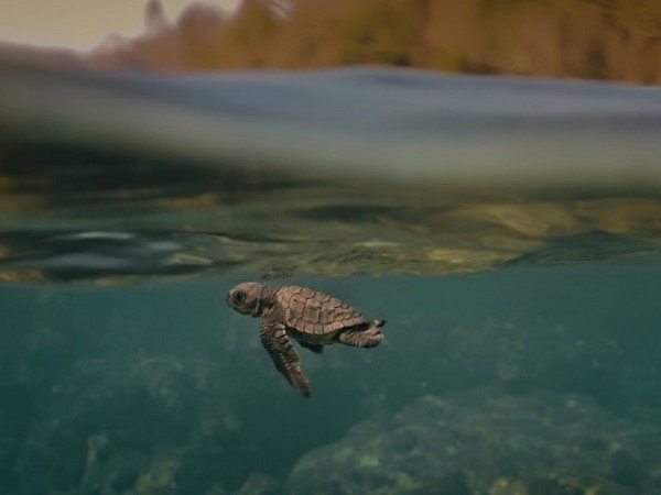 A snip from 'Turtle Walker' (Photo/instagram/@turtlewalkerfilm)