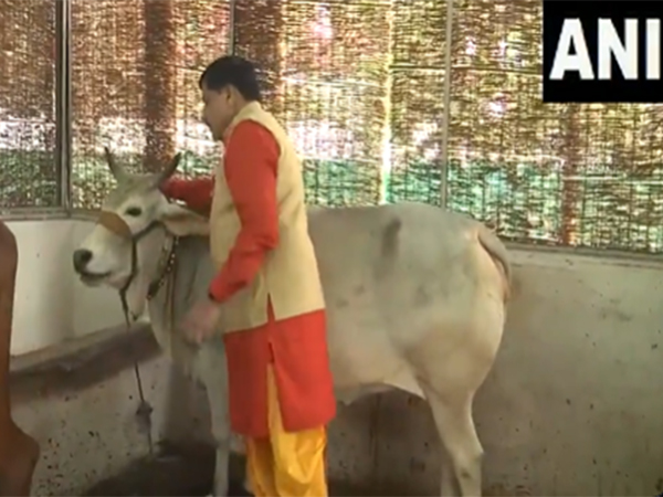 MP CM Mohan Yadav performing Gau-Seva (Photo/ANI)