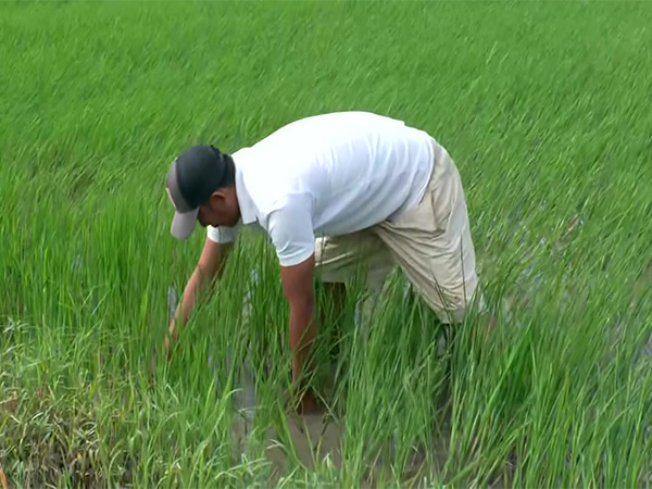 Visual of a farmer in Manipur (Photo: ANI)