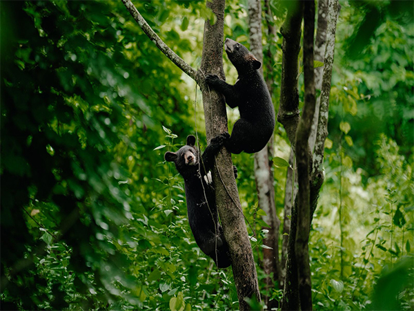 Two Asiatic black bear cubs (Photo/CWRC)