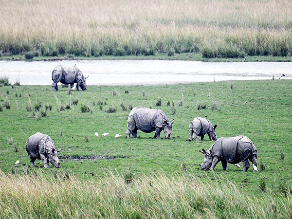 Carcass of male rhino with horn found in Pobitora Wildlife Sanctuary in Assam's Morigaon. (Photo/ANI)
