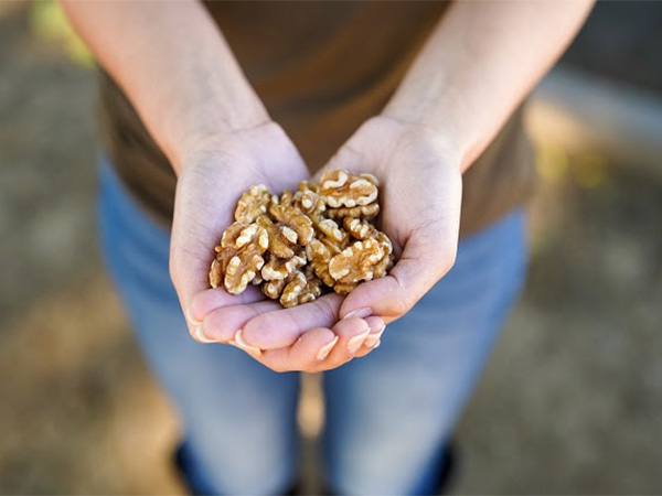 A handful of California walnuts