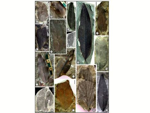 Fossil leaves collected from the Nagaland belonging to ~34 Million-year age used in the study (Photo/PIB)