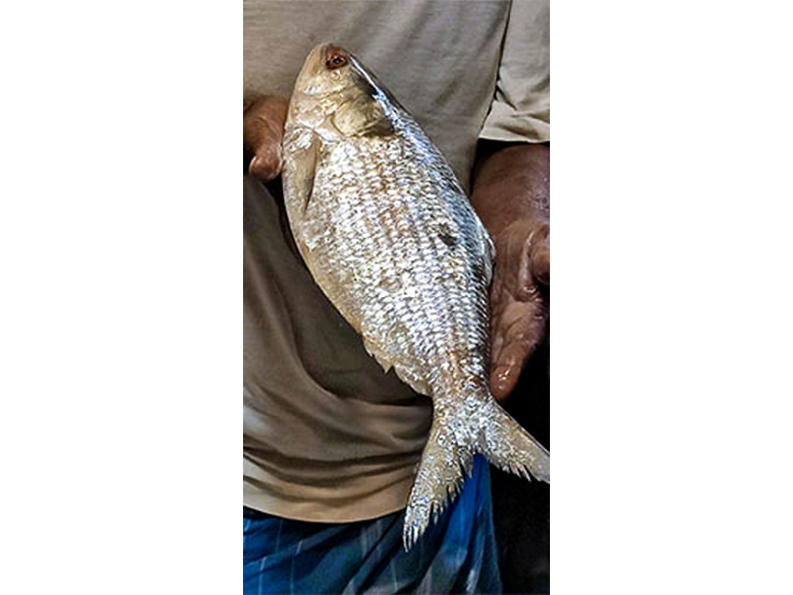 Bangladeshi Hilsa fish (File Photo/ANI)