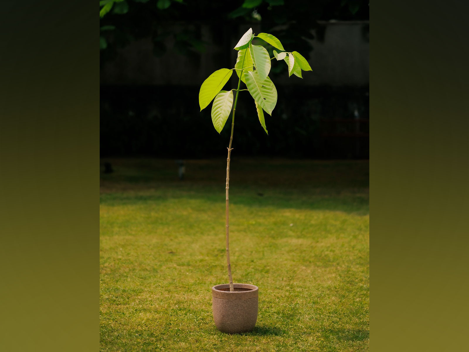 Kadamb plant sent by UK King Charles for PM Modi on his birthday (Photo/ X/UKinIndia/)