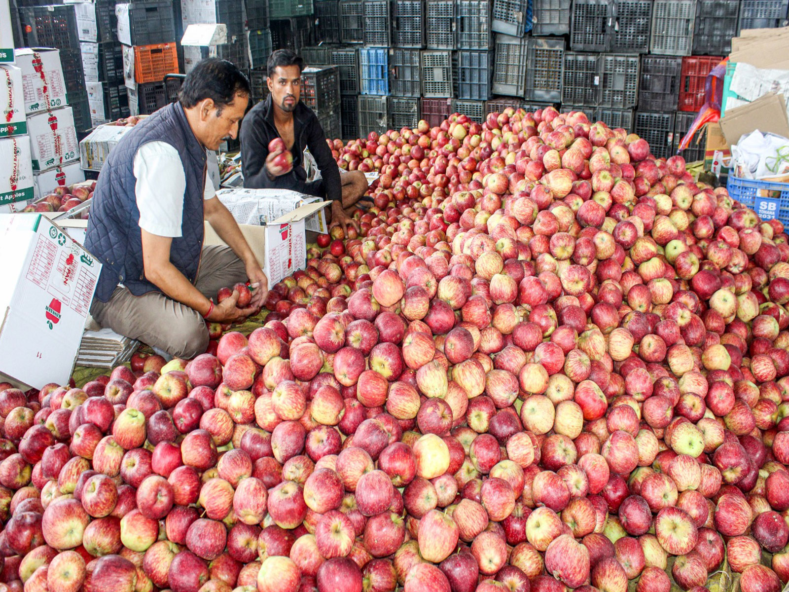 Apple packers stay busy amid harvest season in Himachal's Kullu district (File Photo/ANI)