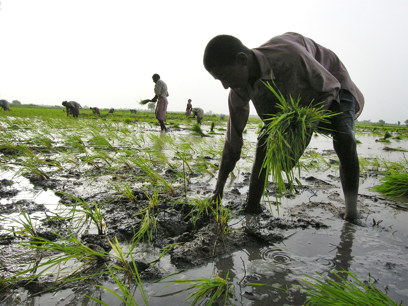 Pakistani farmer working in a field (Photo/Reuters)