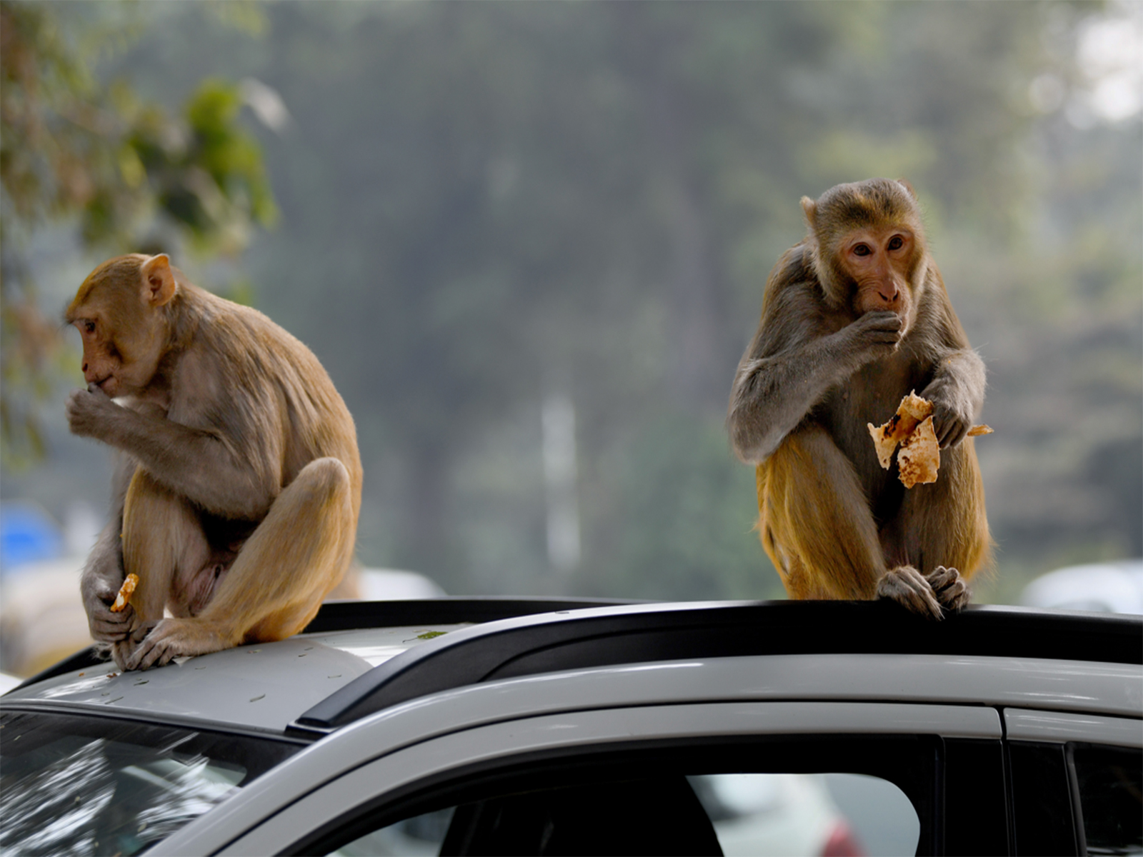 Representative Image (File Photo/ANI)