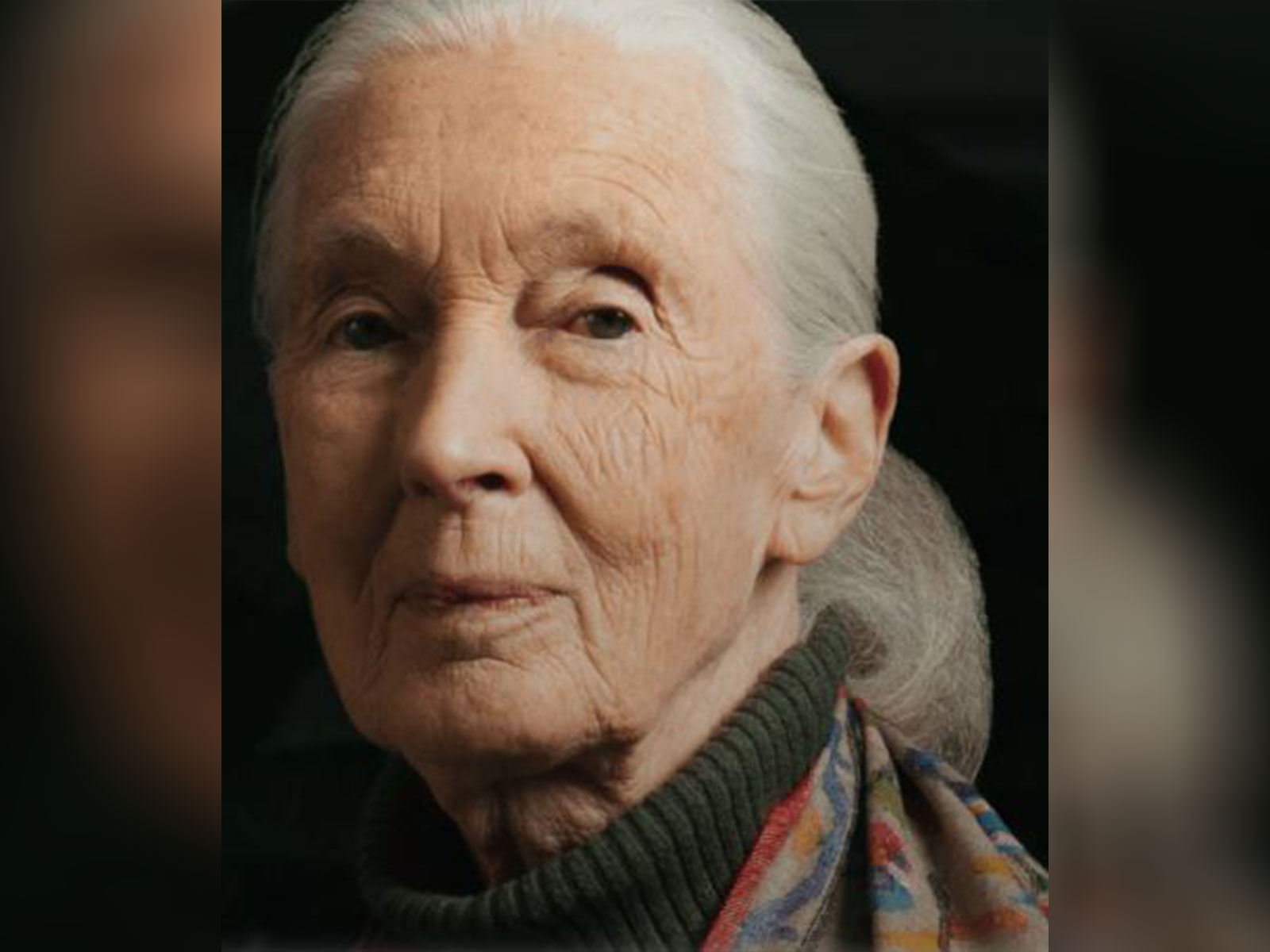 Jane Goodall was renowned worldwide for her 65-year study of wild chimpanzees in Gombe, Tanzania.(Photo/Jane Goodall Institute)
