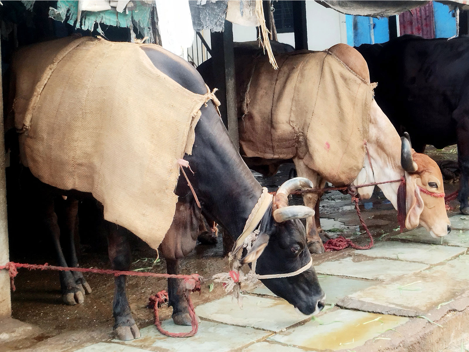 Representational Image (Photo/ANI)