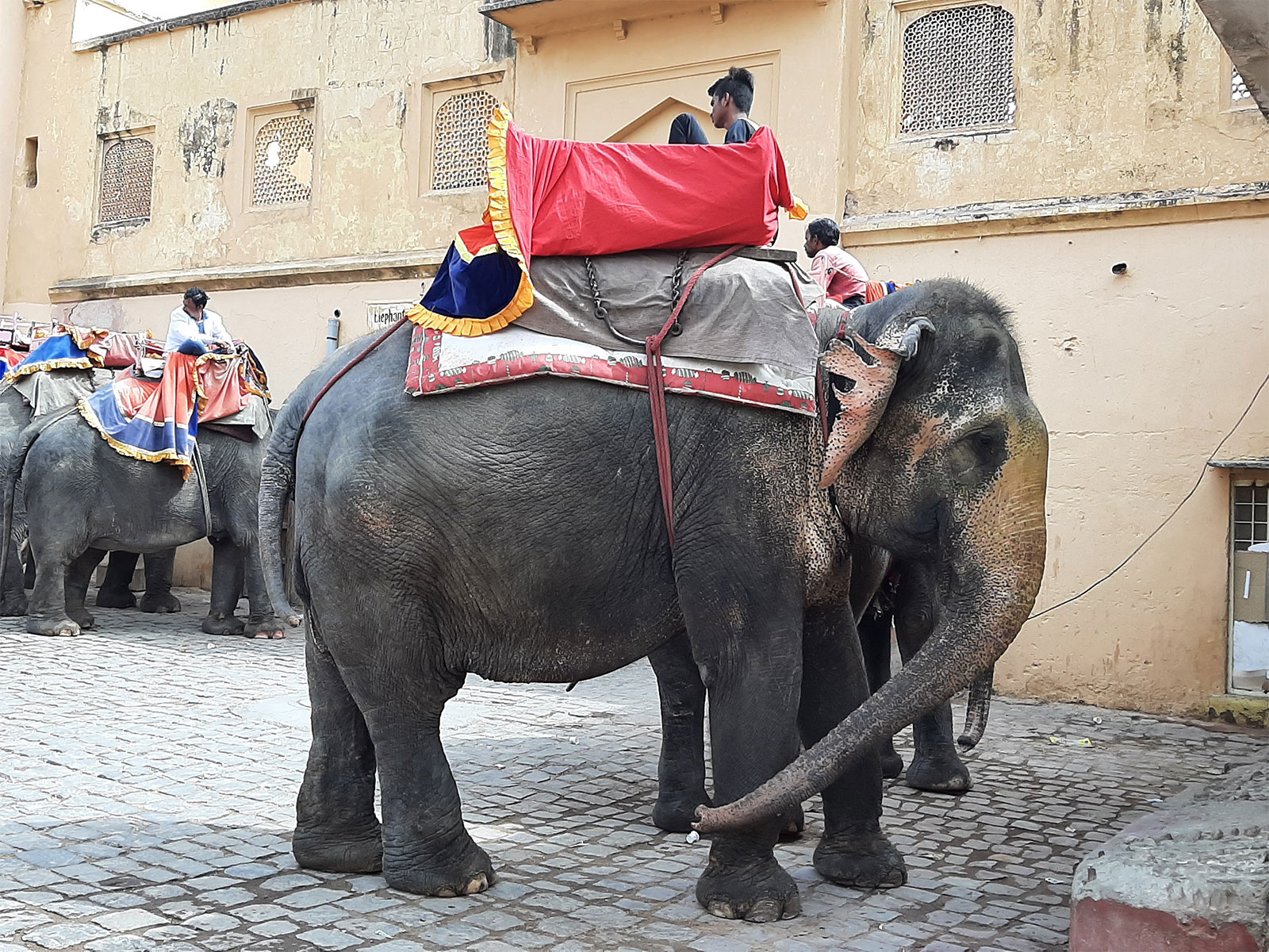 'Elephant in Amer Fort', photograph : Shubhobroto Ghosh