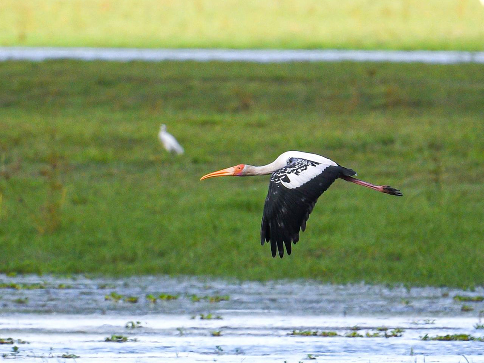 Painted Storks return to Kaziranga National Park (Photo/ X@himantabiswa)