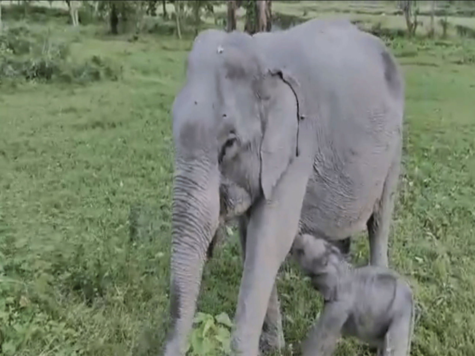 Elephant calf born in Kaziranga named "Mayabini" (Photo: x/@cmpatowary)