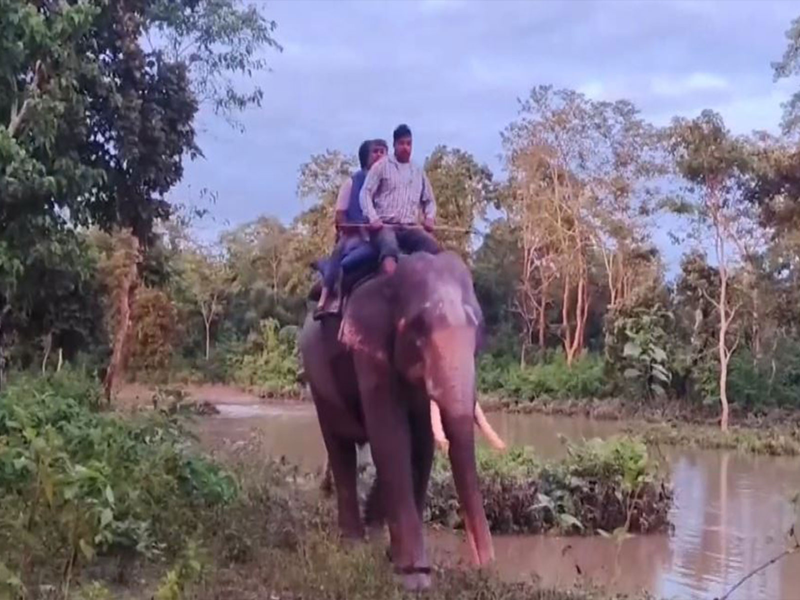 Visuals of the tourists being rescued by the Kumki elephant (Photo/ANI)