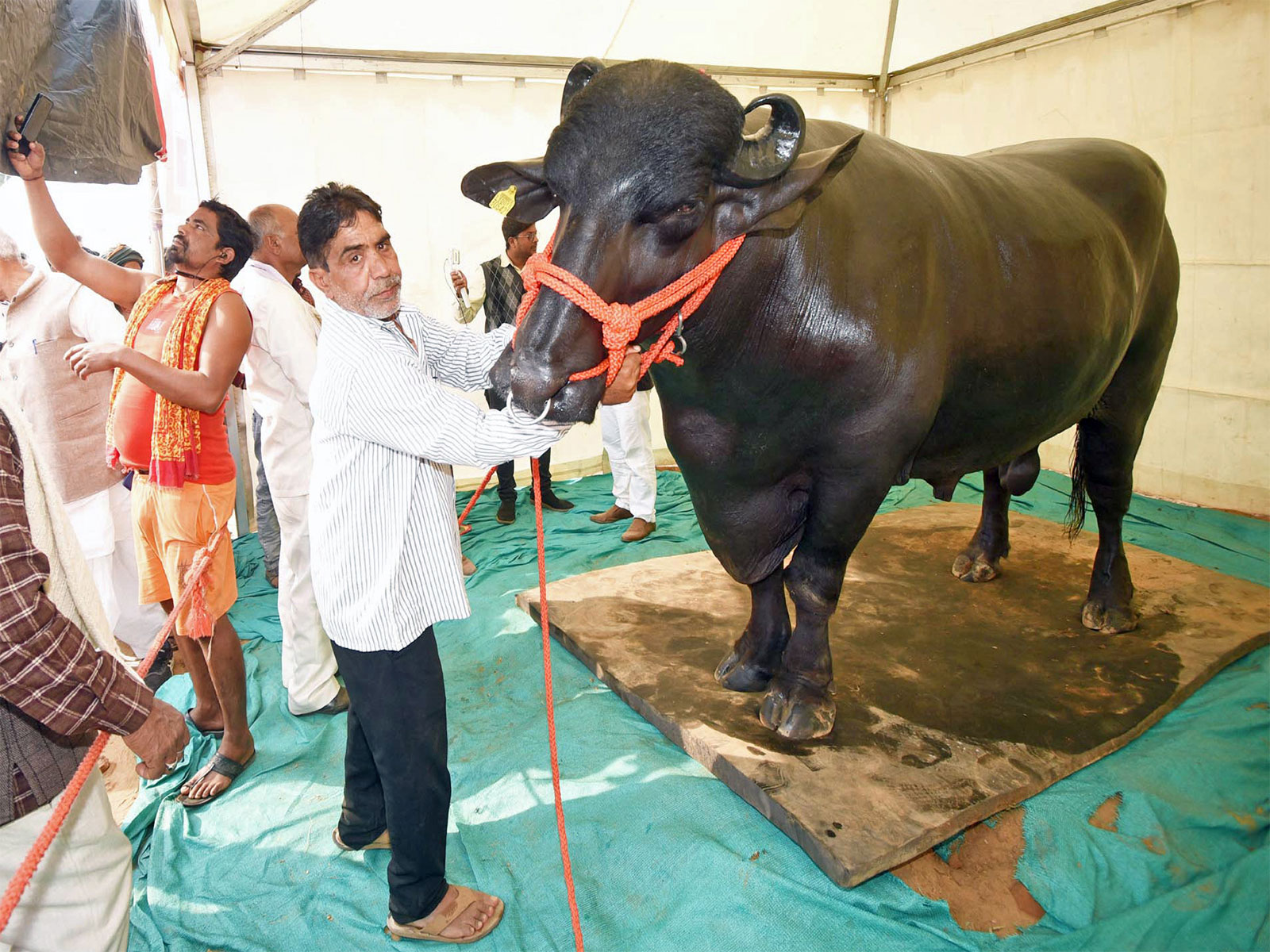  A 15 quintal buffalo, Golu-2, worth Rs 10 crore on display during the three-day Bihar Dairy and Cattle Expo 2023 (File Photo/ANI)