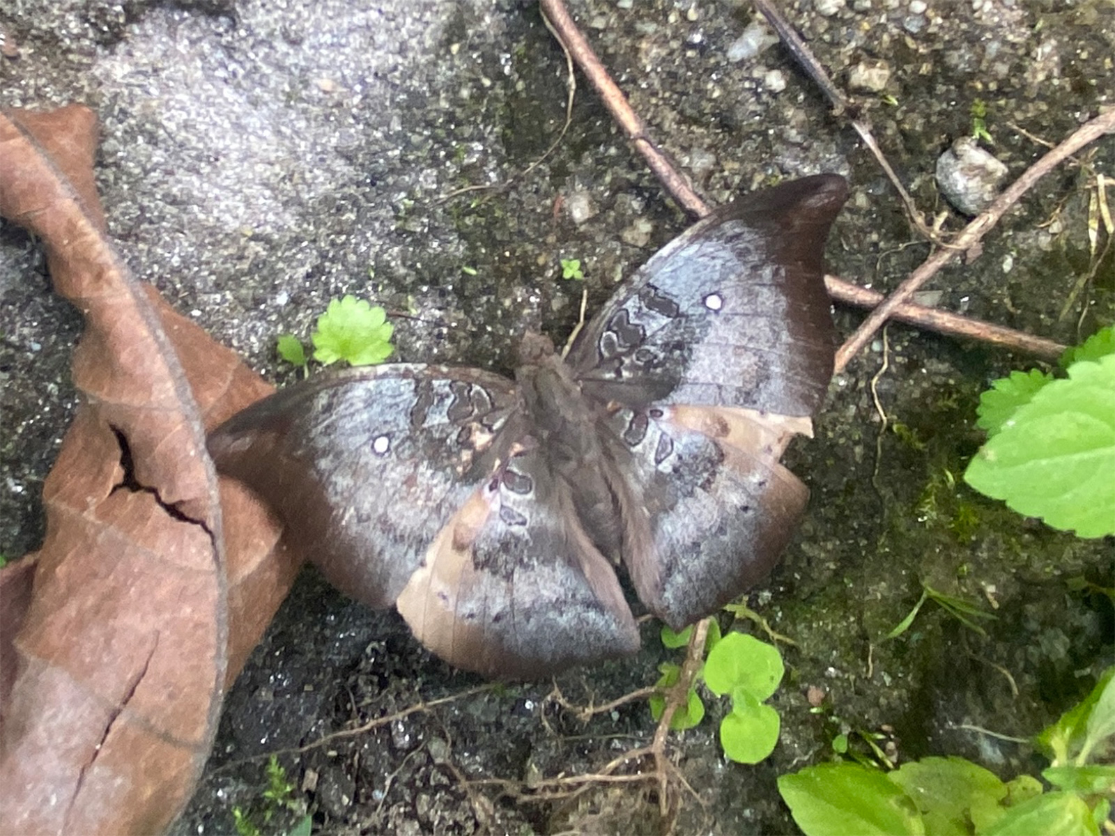 Rare butterfly 'Spotless Baron' (Photo: Courtesy-Sonam Wangchuk Lepcha)