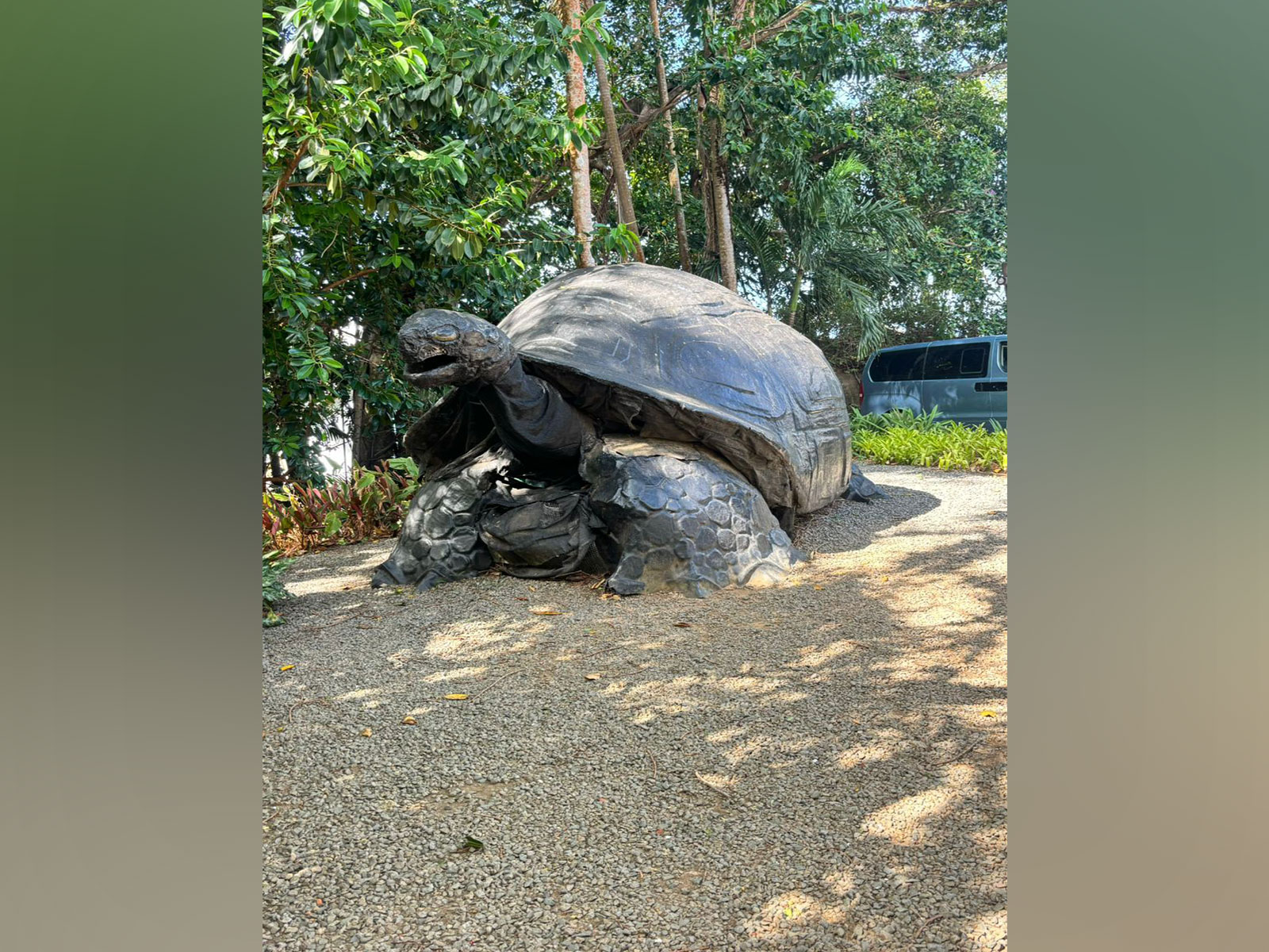 Aldabra giant tortoise (Photo/ANI)