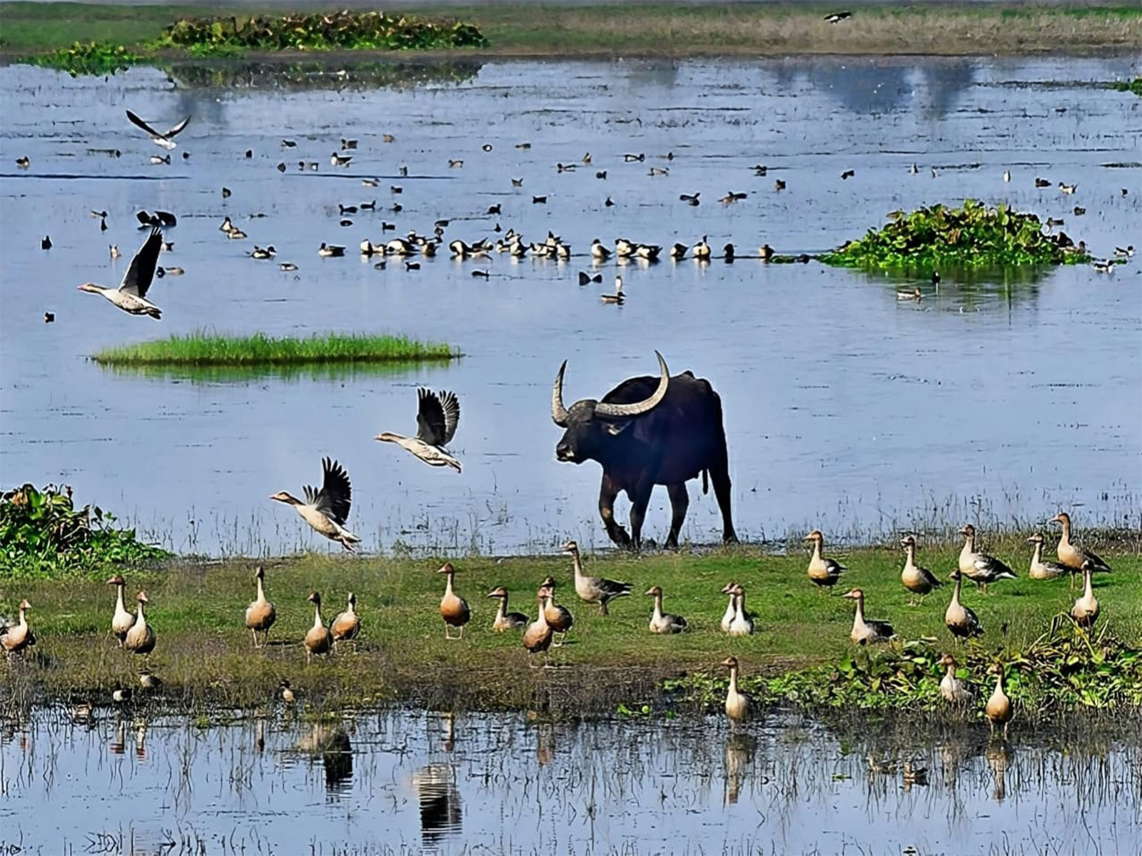 Assam civil society groups urge Ramsar status for Roumari-Donduwa wetland complex in Laokhowa Wildlife Sanctuary (Photo/ANI)