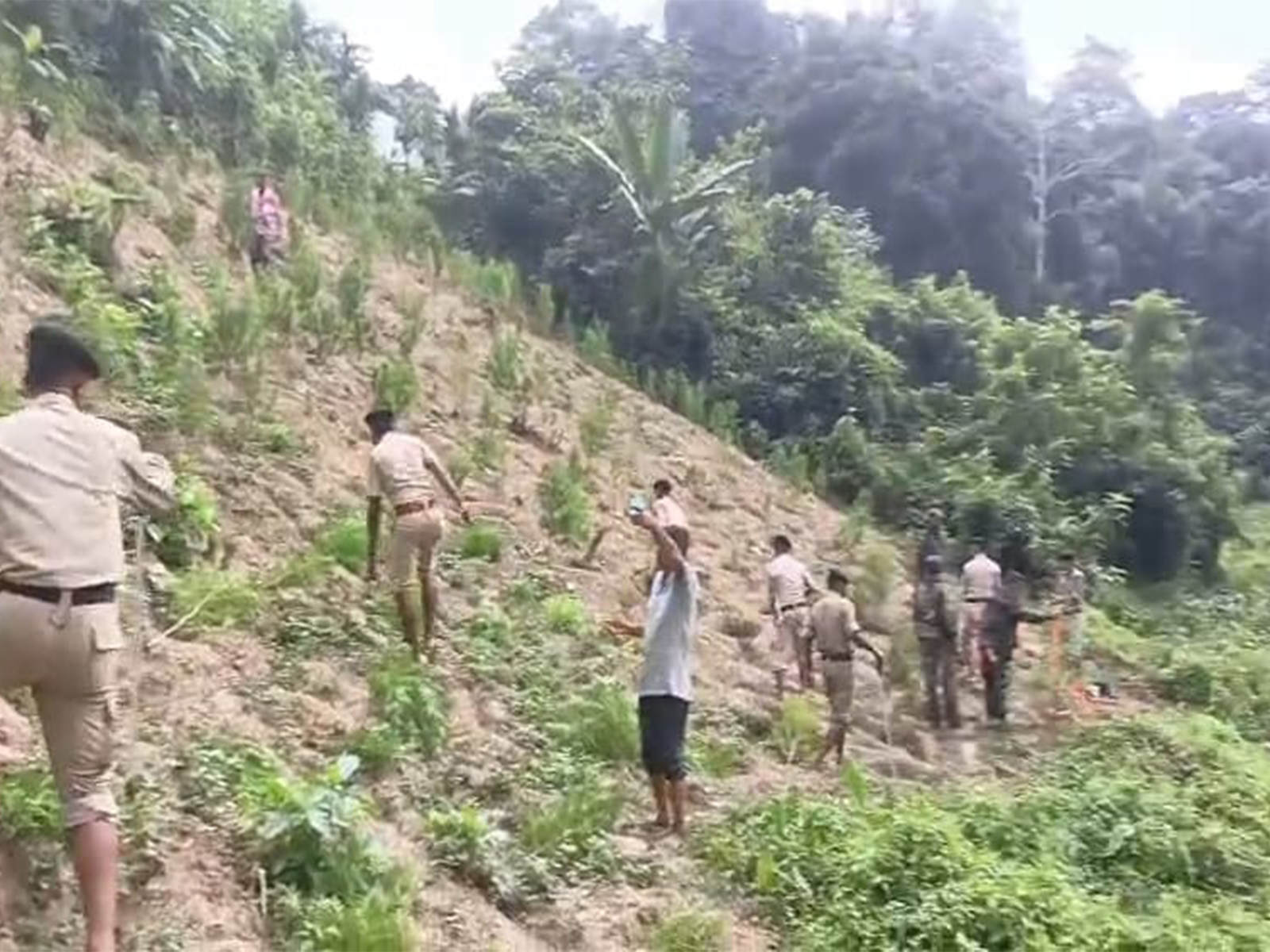 Police teams destroying cannabis plants in North Tripura. (Photo/ANI)