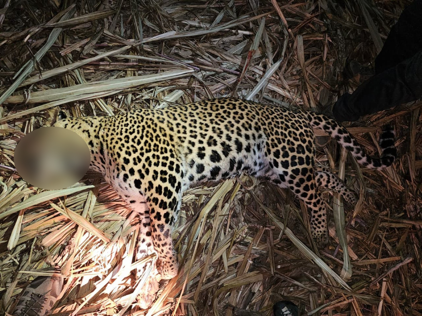 Man-eater leopard killed in Pune after fatal attacks (Photo/Pune Forest Department)