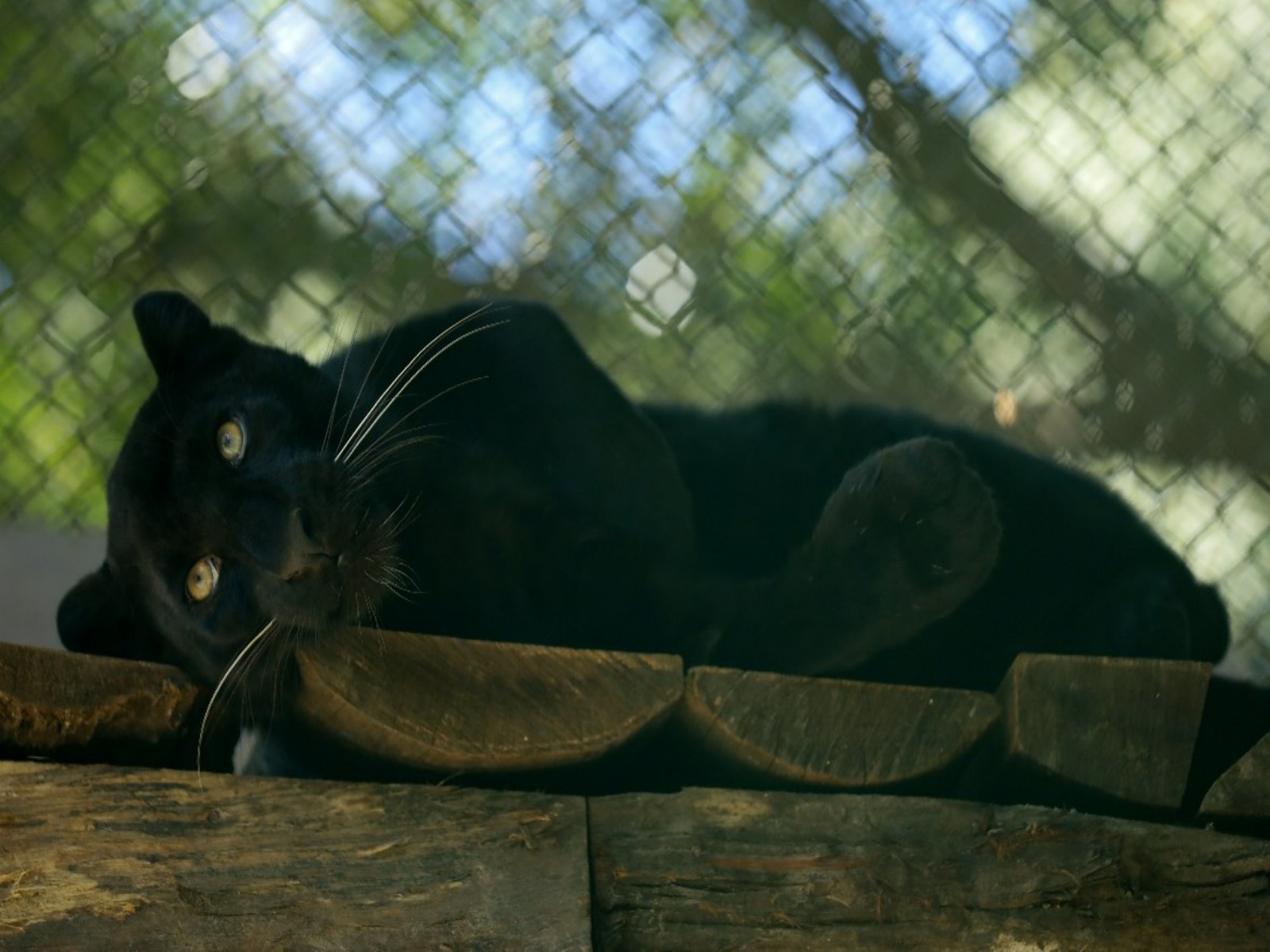 Black Panther makes public appearance at the Central Zoo in Nepal. (Photo/ANI)