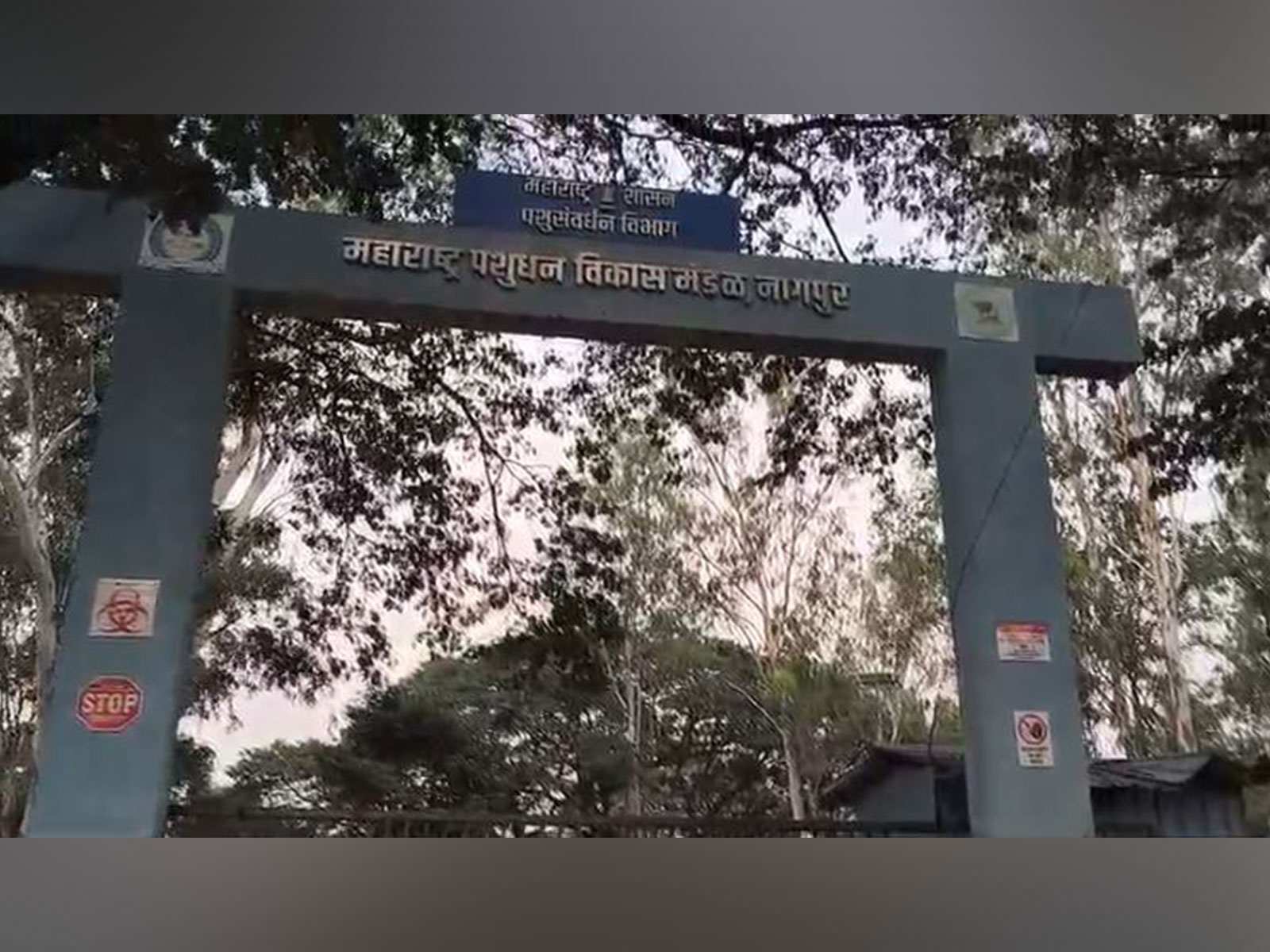 Maharashtra Animal Husbandry Department located in Tathawade. (Photo/ANI)