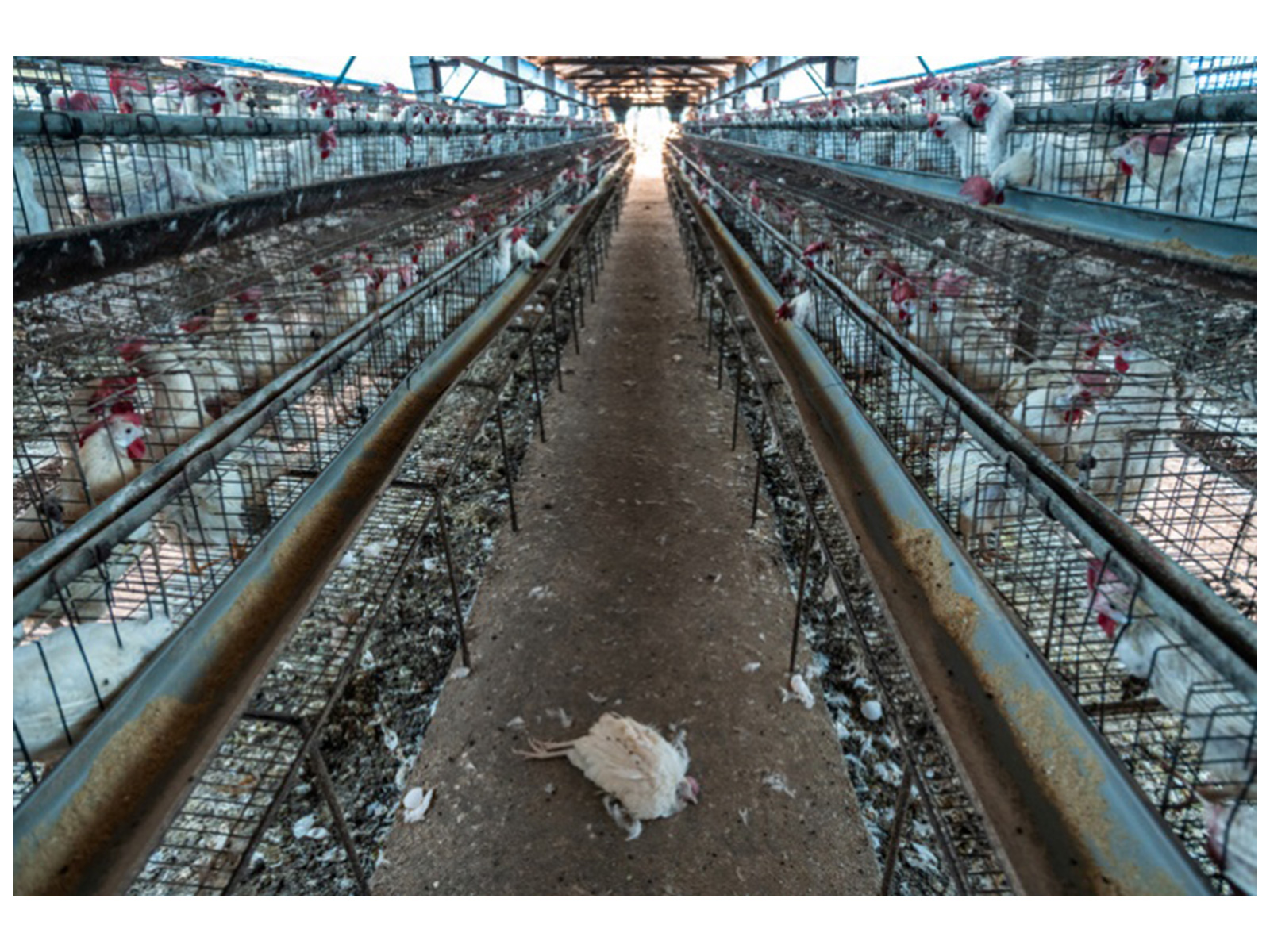 Poor conditions in a factory farm Credit: World Animal Protection