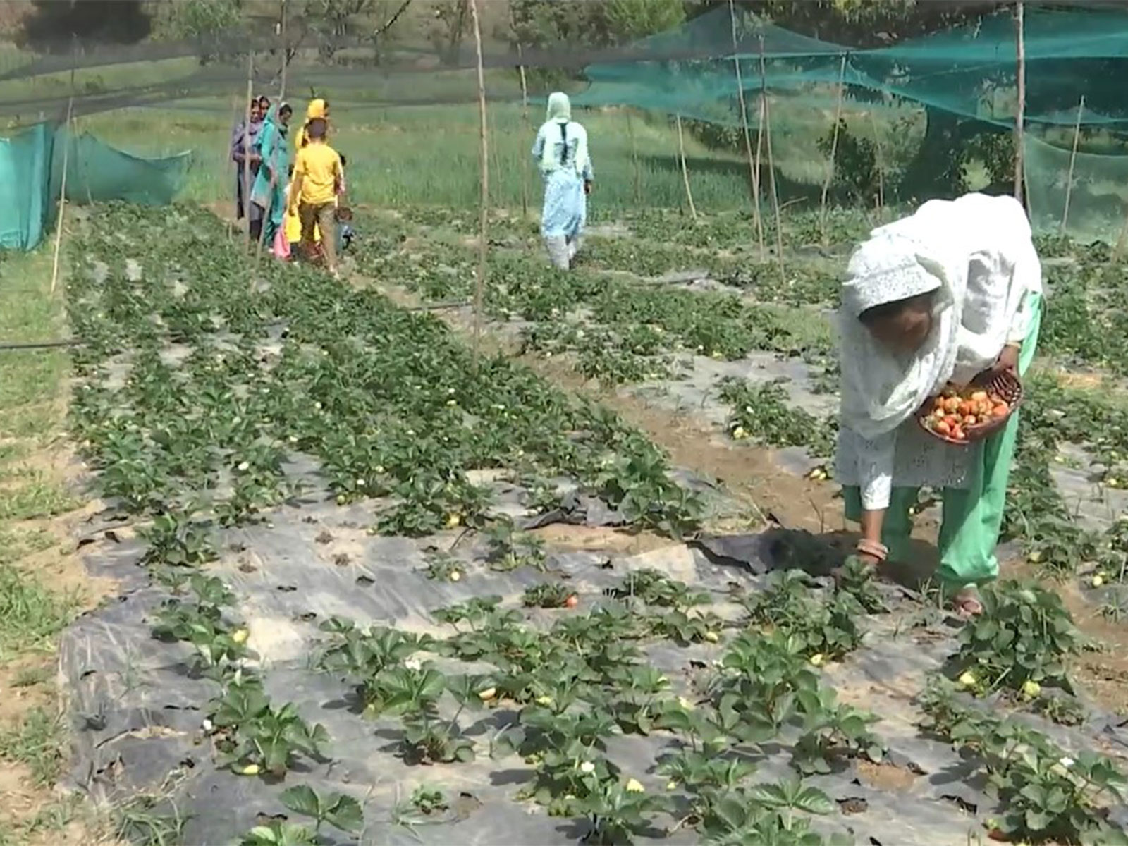 Agriculture Department pushes for 100% organic vegetable farming (Photo/ANI) 