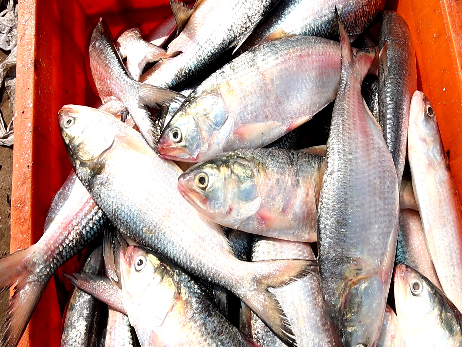 Representative Image (Photo/ANI)