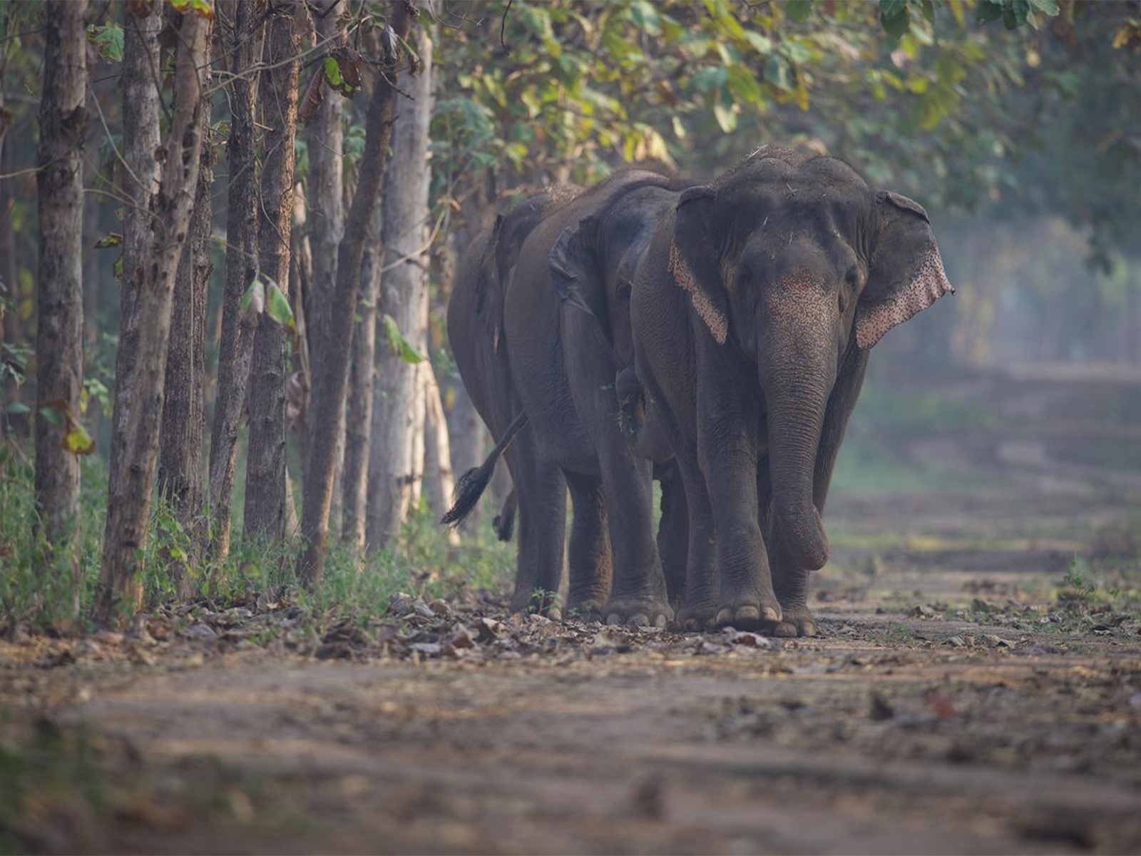 Elephants taking a stroll at Vantara in Jamnagar (Photo/Vantara)