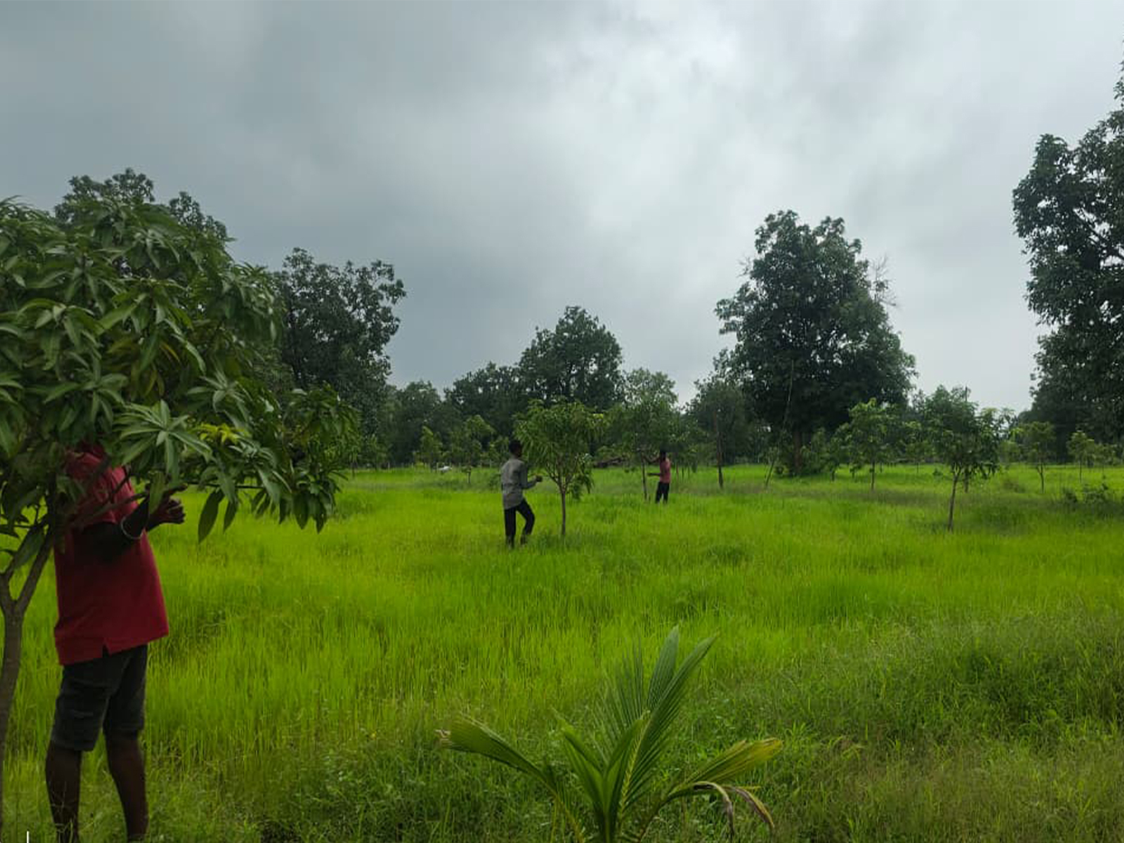 Mango trees planted in Sukma (Photo/ANI) 